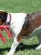 Игрушка для собак Rogz Cowboyz красная М | 6656624 | фото 3