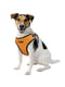 Шлей для собак BronzeDog Sport неопрен 3D сітка помаранчева 30 см | 6656765 | фото 4