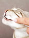 Зубная паста Trixie 25620 для котов с щеткой 50 гр | 6656785 | фото 4