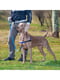 Дресирувальна нагрудна шлейка для собак з передньою системою кріплення Coach M/L - A: 26 ÷ 33 см - B: 50 ÷ 71 см 15 мм, Синій | 6611358 | фото 4