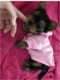 Худі для собак і котів EcoToys Pink розовий S | 6695139 | фото 4