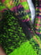 Різнокольоровий шарф у смужку  з китицями (186х52 см) | 6826801 | фото 5